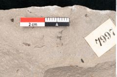 Foto (Detailansicht) von Cinnamomum polymorphum Braun (NHMW-GEO-2024-0188-7997)